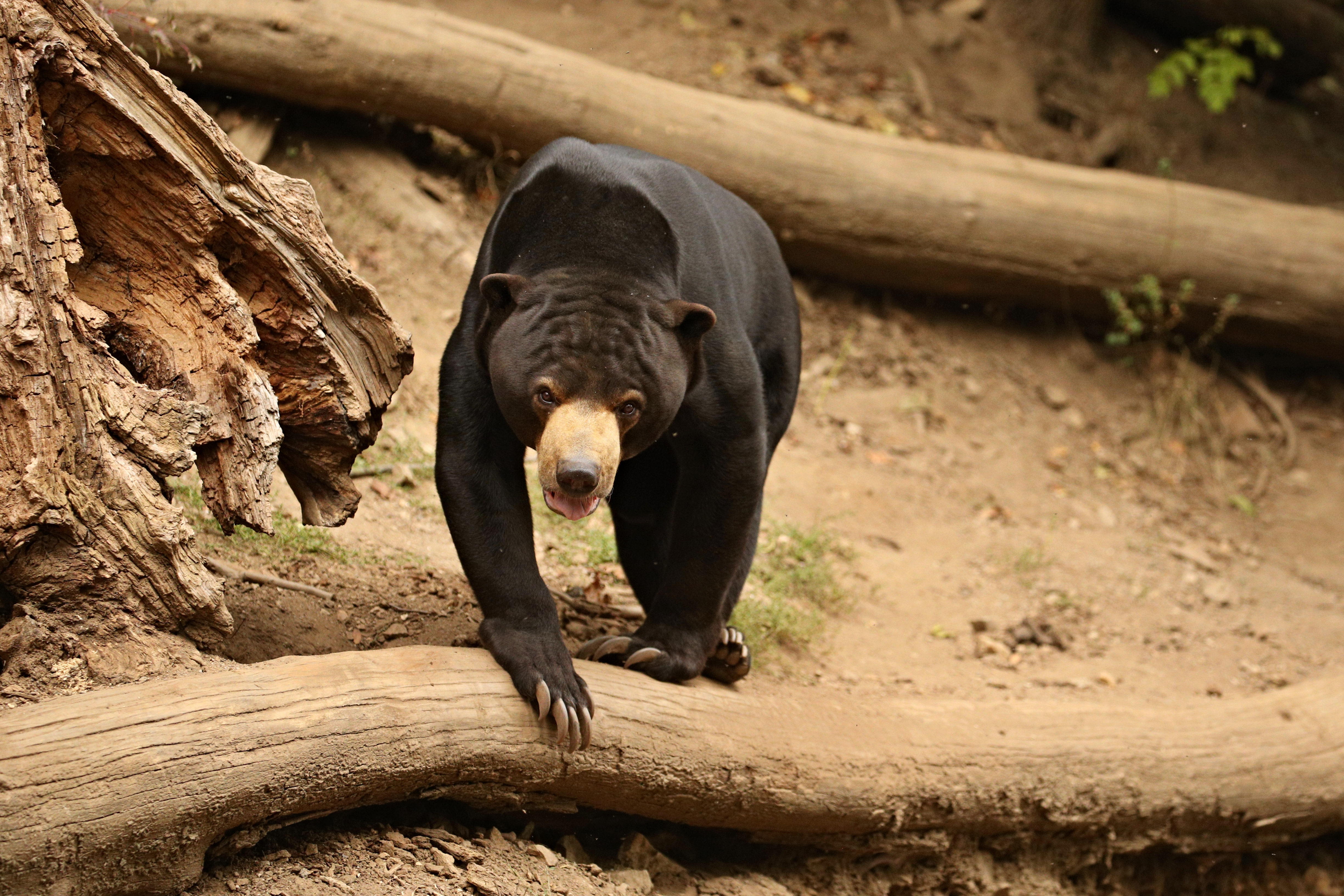 2025盛弘關懷臺灣生態永續 持續援助野生動物醫療