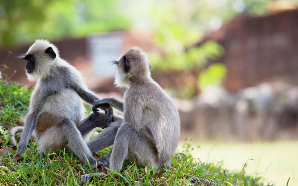 2024盛弘關懷臺灣生態永續 持續援助野生動物醫療